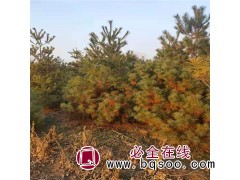 3米华山松批发价格 西安亿峰园林 华山松批发基地 西安华山松图1