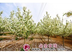 贵族彩叶豆梨苗，红塔彩叶豆梨苗，衡水馨路园林专供彩页豆梨图1
