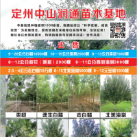 出售9-20公分白蜡10000棵 河北白蜡基地 中山润通苗木