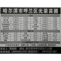 哈尔滨市呼兰区光荣苗圃供应大叶丁香0.8米以上10万丛