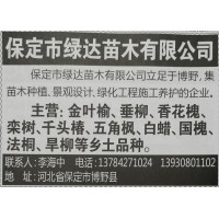 保定市绿达苗木供应金叶榆、垂柳、香花槐 河北苗木网 河北苗木