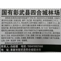 辽宁苗木网 多年生樟子松苗 各种规格樟子松供应 阜新苗木基地