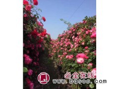 安吉拉藤本欧月季节连续开花 安吉拉藤本16小杯/30大杯价格图1