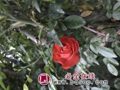 藤本钻石蔷薇现有规格16小杯/30大杯价格表 成都墨风园林图1