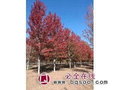 供应美国红枫 8-10公分美国红枫价格 临沂太极美国红枫树图1