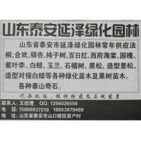 山东园林苗木网 常年供应法桐、合欢、银杏精品苗 泰安苗木网