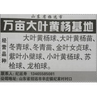 烟台苗木网 万亩大叶黄杨基地 专业供应大叶黄杨苗 黄杨球