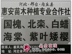 邢台苗木网 惠安苗木专供国槐、北栾、白蜡、海棠精品苗木品种图1