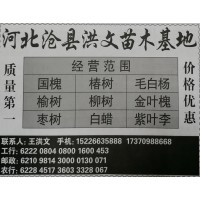 河北苗木网 洪文苗木供应国槐6公分-40公分 河北国槐基地