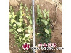 森隆苗木胶东卫矛 卫矛球 卫矛苗 四季常青胶东卫矛 绿篱植物图1