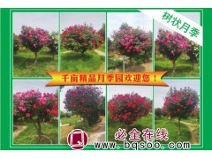 千亩精品月季园欢迎您 南阳小钱月季 供应各类树状月季 月季图1