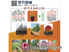 梦竹园林供应彩叶豆梨秋火焰苗、组培营养杯苗 彩叶豆梨苗图1