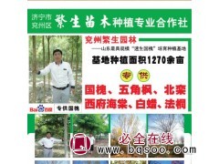 1.5-3公分速生国槐60万棵现货 繁生苗木种植专业合作社图1