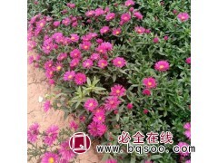500万株荷兰菊-热销荷兰菊-青州荷兰菊 红艳艳荷兰菊钵苗图1