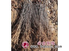 供应耐寒山丁子价格 丛生山丁子 庭园观赏树种 鸿发种苗专供图1