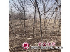 茶条槭球类 哈尔滨茶条槭基地 信誉苗圃专供各种规格茶条槭图1