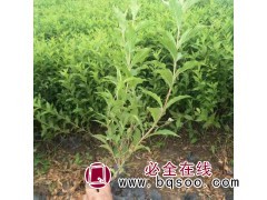 智轩苗木直销红王子锦带批发 红王子锦带价格 红王子锦带基地图1