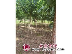 山杏树苗 长春正宗山杏苗 九台诚信苗圃优质山杏 精品山杏苗图1