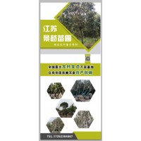 大叶女贞万亩基地百亩自销