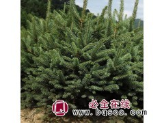 阿达木苗圃 云杉营养杯苗1-2m 8000棵21*21现货图1