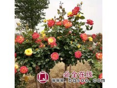 高干月季价格 高杆月季批发商 高杆月季基地 唐河迎春苗木基地图1