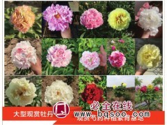 紫斑凤丹油用牡丹苗1-5年苗，油用牡丹种子现货供应 星创农业图1