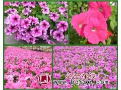 青州时令草花小苗 时令草花小苗价格 青州智权花卉矮牵牛花苗图1