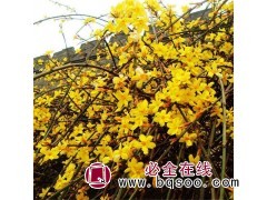 连翘、青州连翘价格、丛生连翘、丛生连翘价格@红艳艳花卉图1