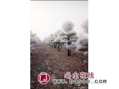 碧源园林开发中心供应大规格丝巾木霞光造型树，丝巾木霞光图1