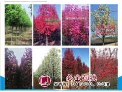 专业彩叶豆梨繁育基地 衡水彩叶豆梨克利夫兰苗 馨路园林苗木图1