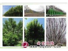 丛生茶条槭高4-5米，冠3-4米 西安易淡园林 丛生茶条槭图1