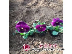 三色堇批发价格 青州三色堇 天艺良友花卉园艺场 专供花卉苗图1