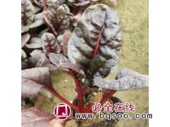精品红叶甜菜 红叶菠菜 耐寒花卉 红叶波菜基地 青州诚诺花卉图1