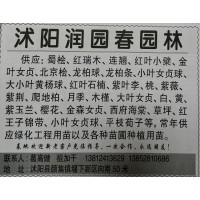 江苏沭阳润园春园林供应蜀桧、红瑞木 江苏苗木网 沭阳苗木基地