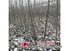 流苏树图1