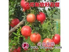 突尼斯软籽石榴树苗批发 焦作石榴苗基地 武陟县盛兴苗木石榴树图1