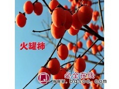 火罐柿/柿子树苗图1