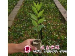 直杆榆钵苗 直杆榆小苗 直杆榆苗大量批发 森苗园艺直杆榆专供图1