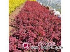 红叶小檗 红叶小檗种植基地 焦作红叶小檗苗大量 园野苗木基地图1