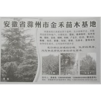 雪松绿化苗 滁州苗木网 滁州金禾苗木专供雪松大树 造型树