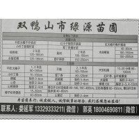 供应1.2-1.6米核桃楸苗3年苗 黑龙江苗木网 绿源苗圃