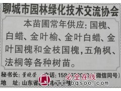 常年供应白蜡、速生白蜡苗，聊城苗木网 1-20公分白蜡树图1