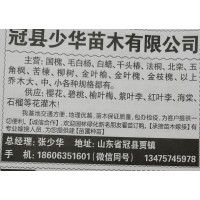 供应速生杨、107杨小苗，聊城苗木网 聊城速生杨 毛白杨