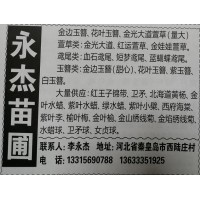 秦皇岛永杰苗圃经营金边玉簪、花叶玉簪 玉簪花 河北宿根花卉