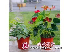 双色花盆图1