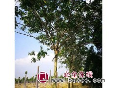 5-7公分合欢树现货供应 三叶园林合欢树供应 直销合欢树图1