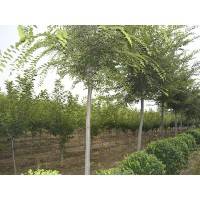 榉树 3-10公分榉树精品苗 泰安榉树基地 汇赢苗木基地
