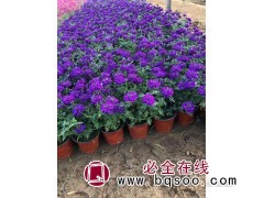 孔雀草种植基地 孔雀草花海苗批发商 孔雀草价格 青州诚诺花卉图1