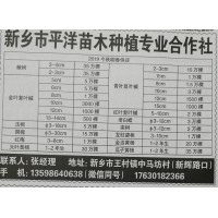 供应楸树2-4cm 河南苗木网 平洋苗木专供楸树、梓树苗