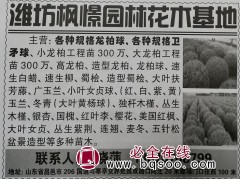 各种规格龙柏球/卫矛球,枫憬园林 山东苗木网 龙柏球卫矛球图1